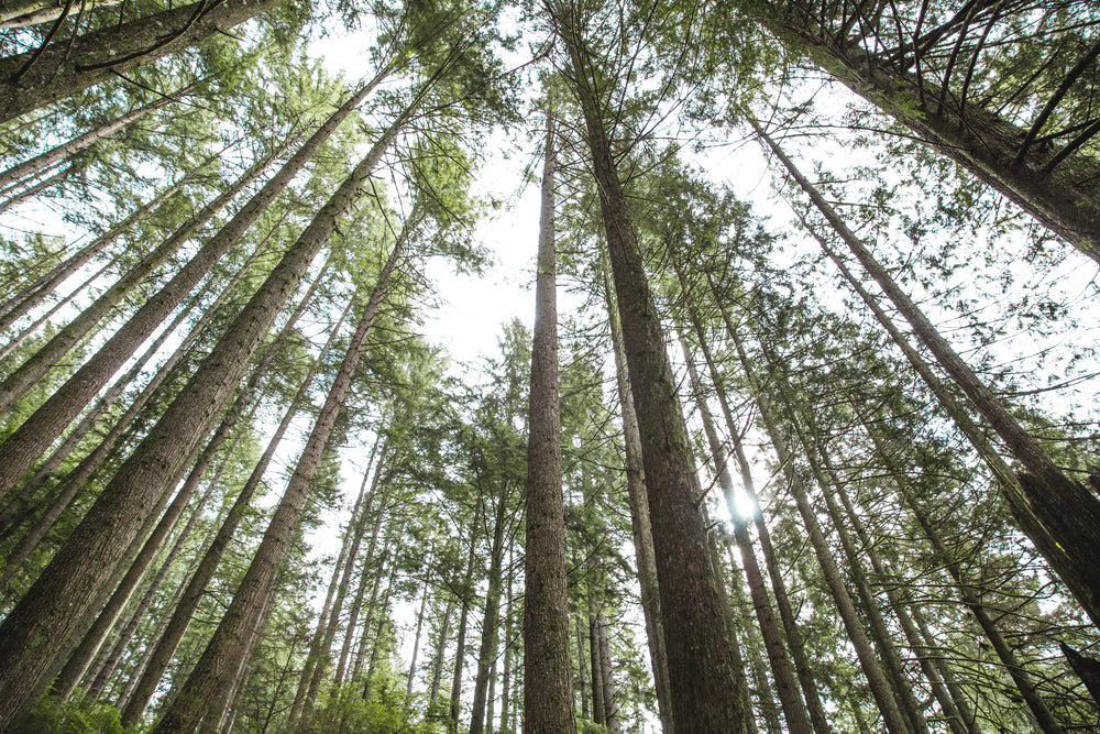 looking up at trees