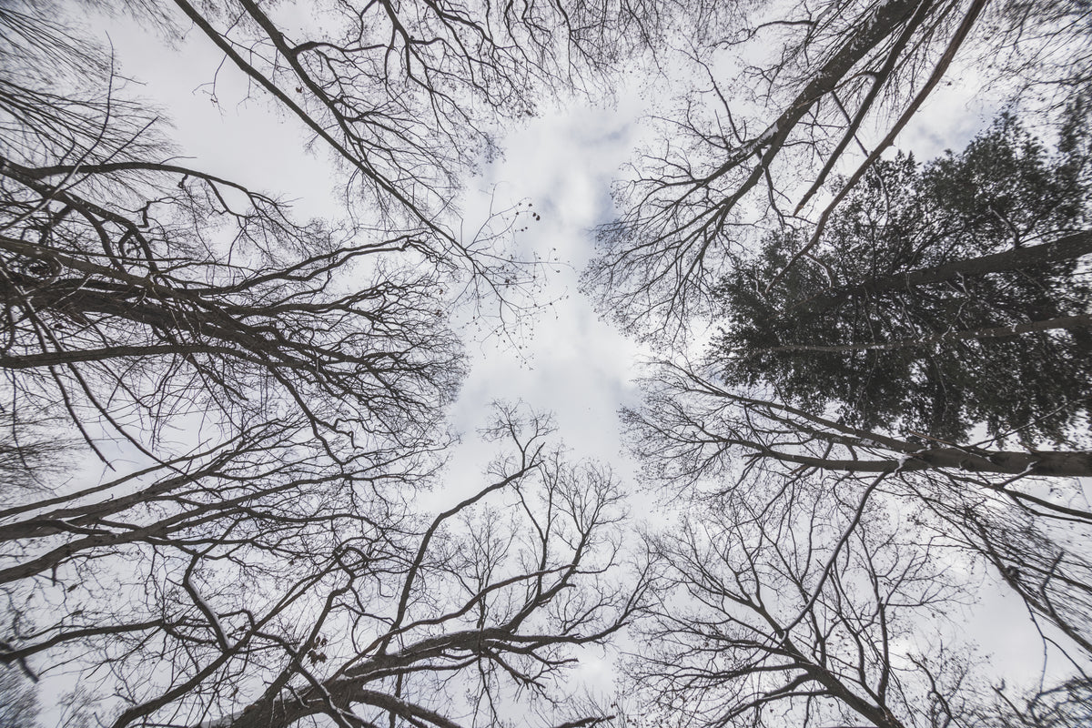 looking up at winter sky