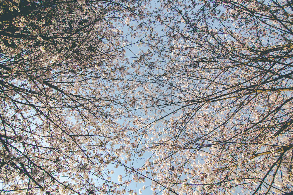 looking up full cherry blossom tree