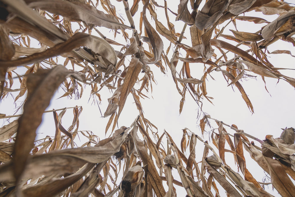 looking up in cornfield