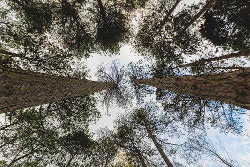 looking up through pines