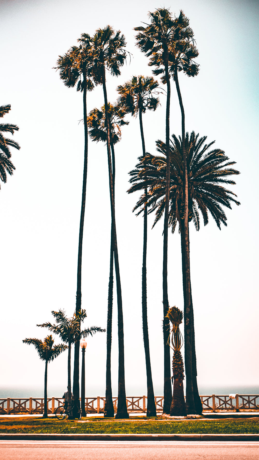 los angeles palms by boardwalk