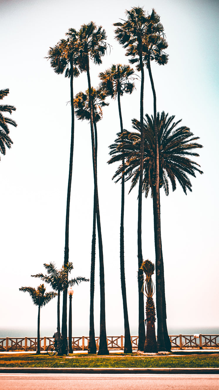 los-angeles-palms-by-boardwalk.jpg?width