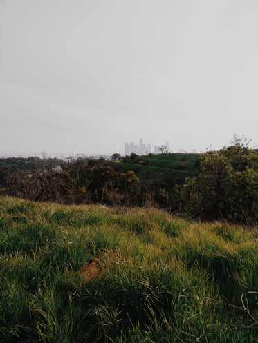 los angeles skyline from park