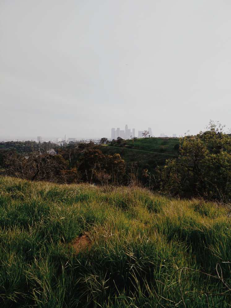 los-angeles-skyline-from-park.jpg?width=