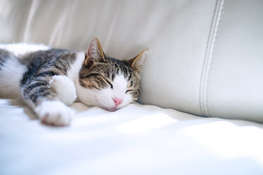 lounging brown and white tabby cat