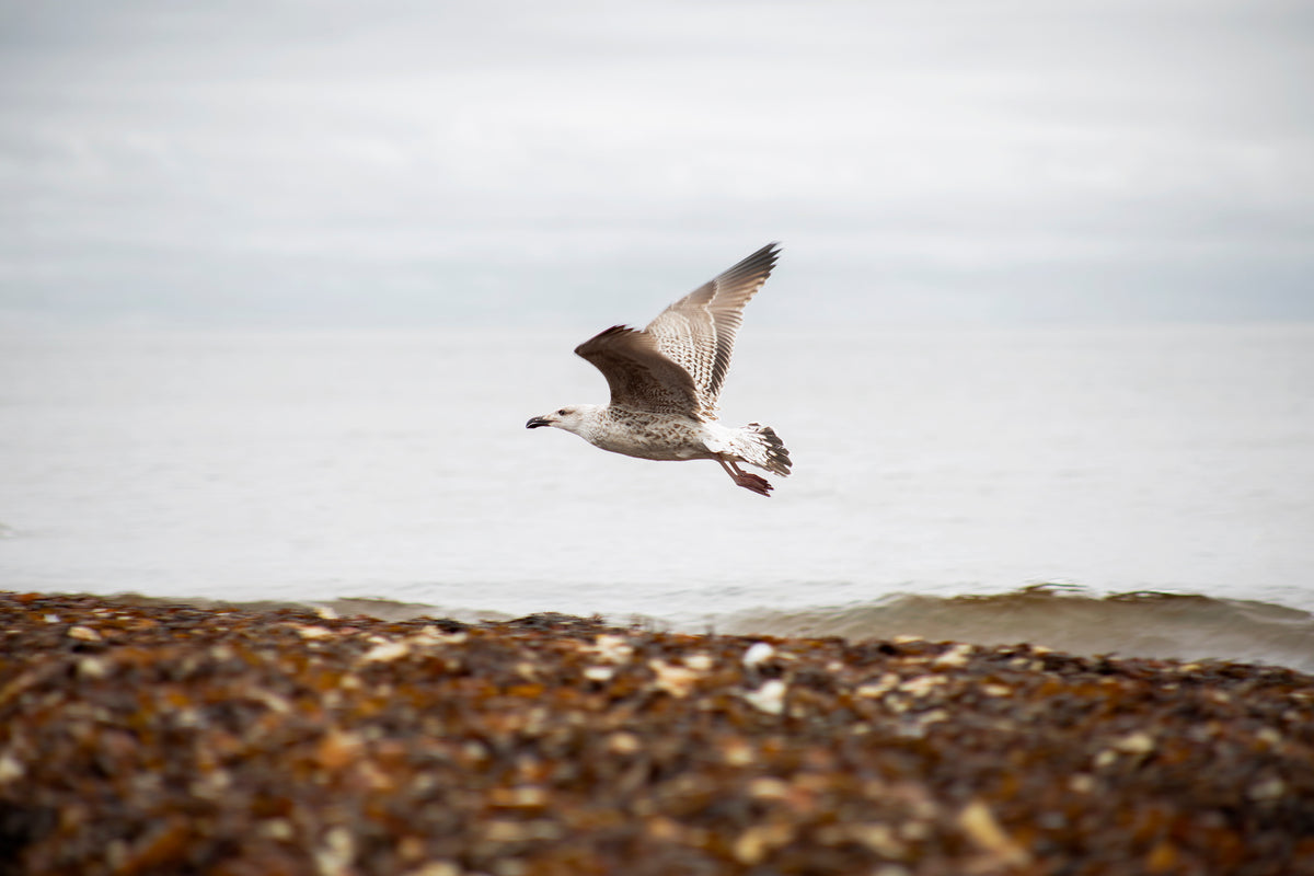 low flying gull