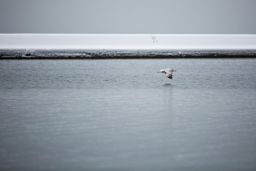 low flying seagull