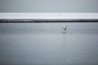 low flying seagull