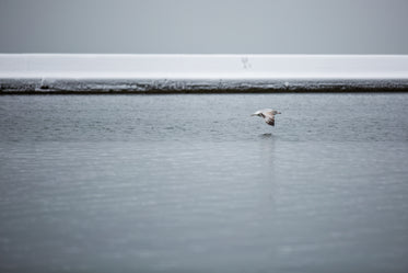 High Res Low Flying Seagull Picture — Free Images