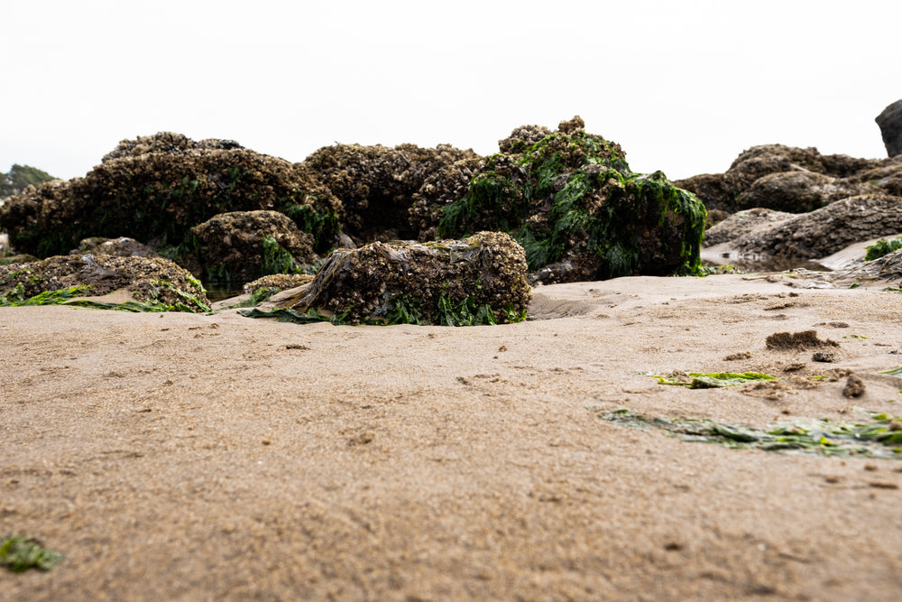 low tide seaside rocks
