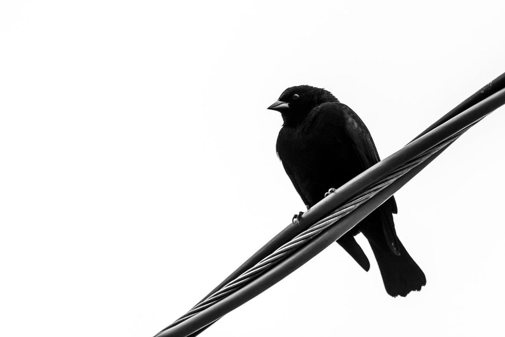 low view of a black bird close up in monochrome