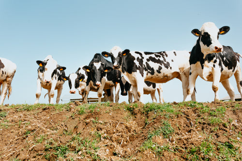 low view of a group of cows on green grass
