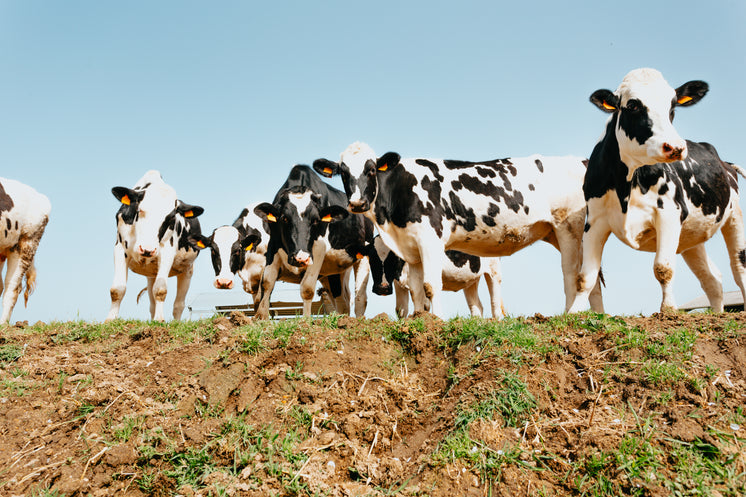 low-view-of-a-group-of-cows-on-green-grass.jpg?width=746&format=pjpg&exif=0&iptc=0