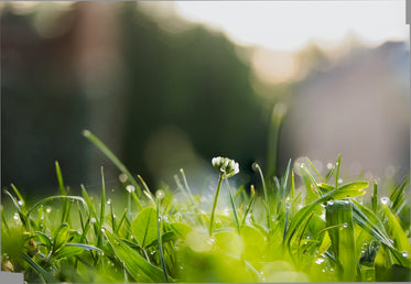 low view of wet green grass and a white wild flower