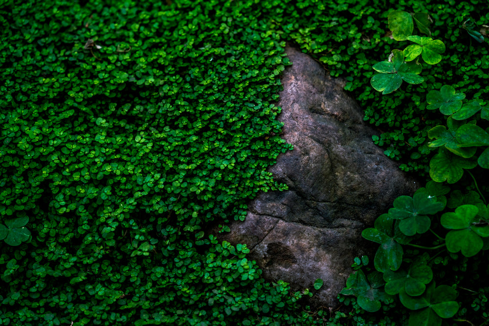 lucky rock with clover