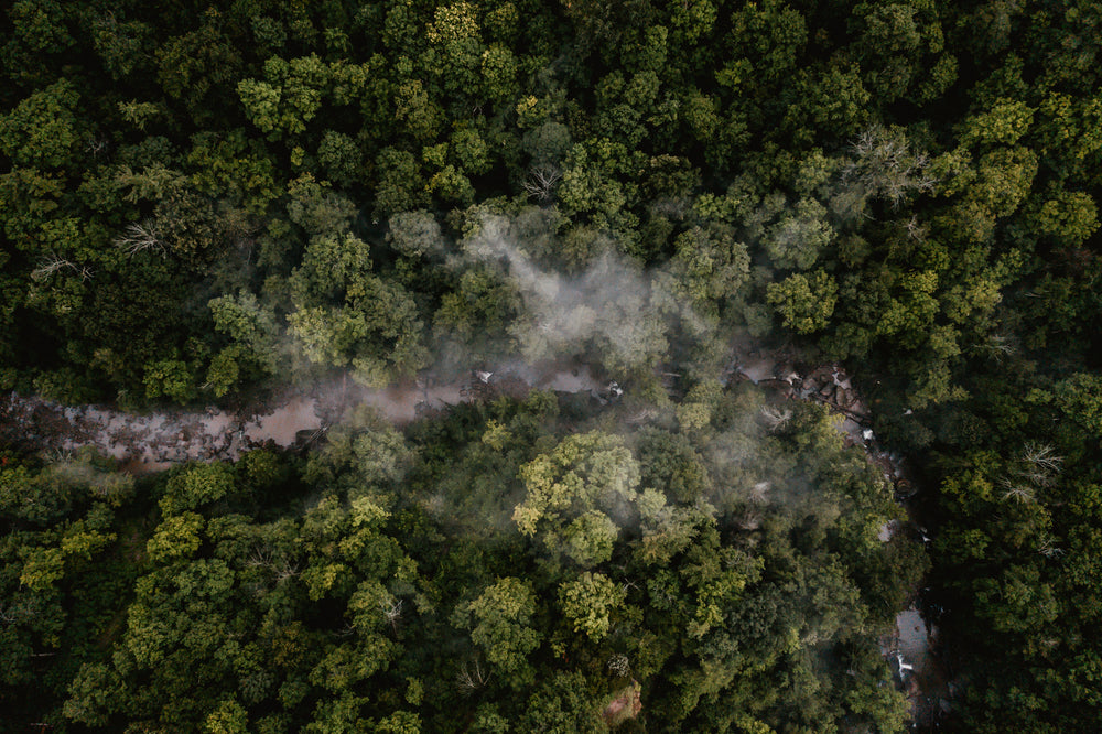 lush and misty forest