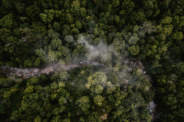 lush and misty forest