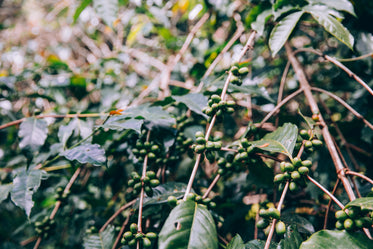 lush branches of tropical plant loaded with fruit