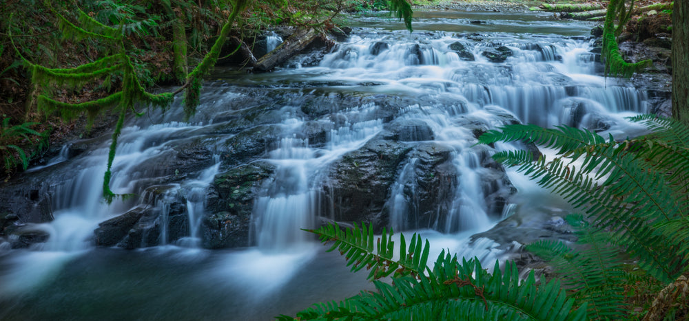 lush ferns and mossy branches drape over rocky waterfall