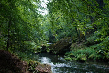 Rocky river streaming through lush forest · Free Stock Photo