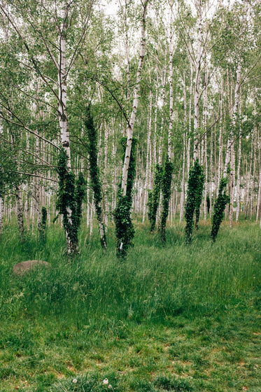 lush forest of birch trees