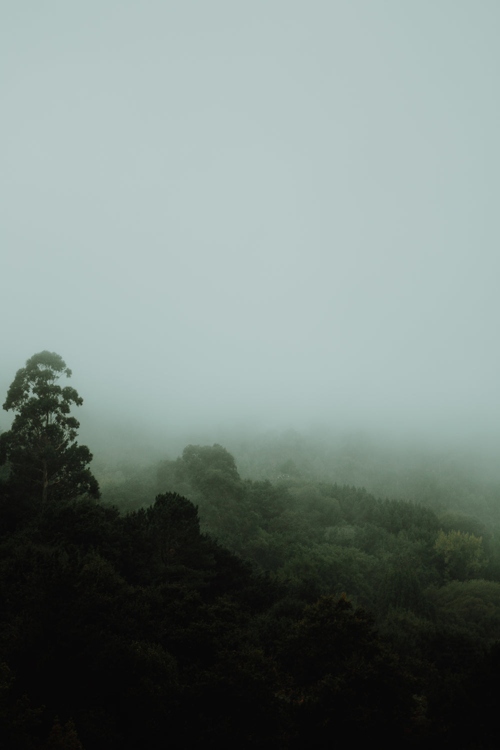 lush forest on a foggy day