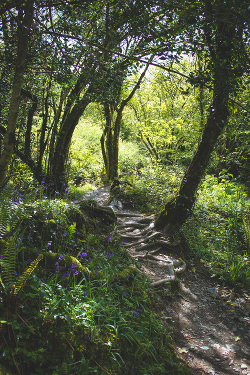 lush forest with tree root covered path and purple flowers