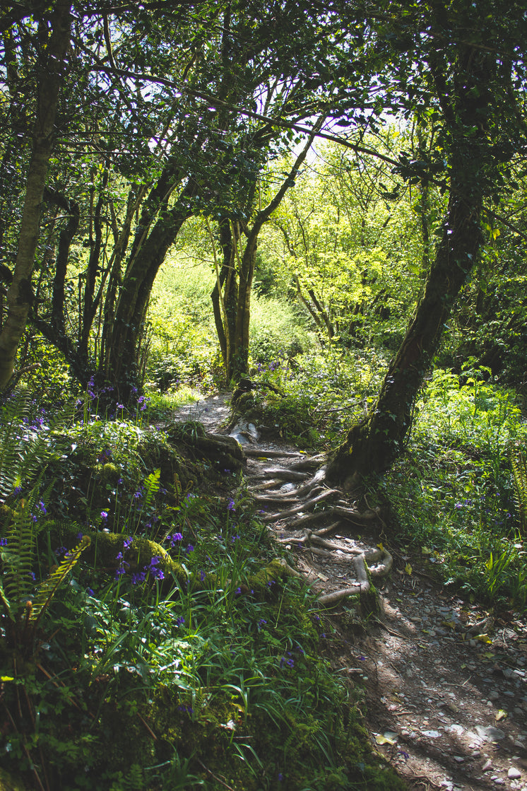 Lush Forest With Tree Root Covered Path And Purple Flowers