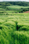lush grass on rolling hillside with distant treeline