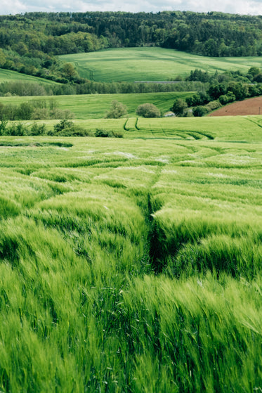 lush grass on rolling hillside with distant treeline