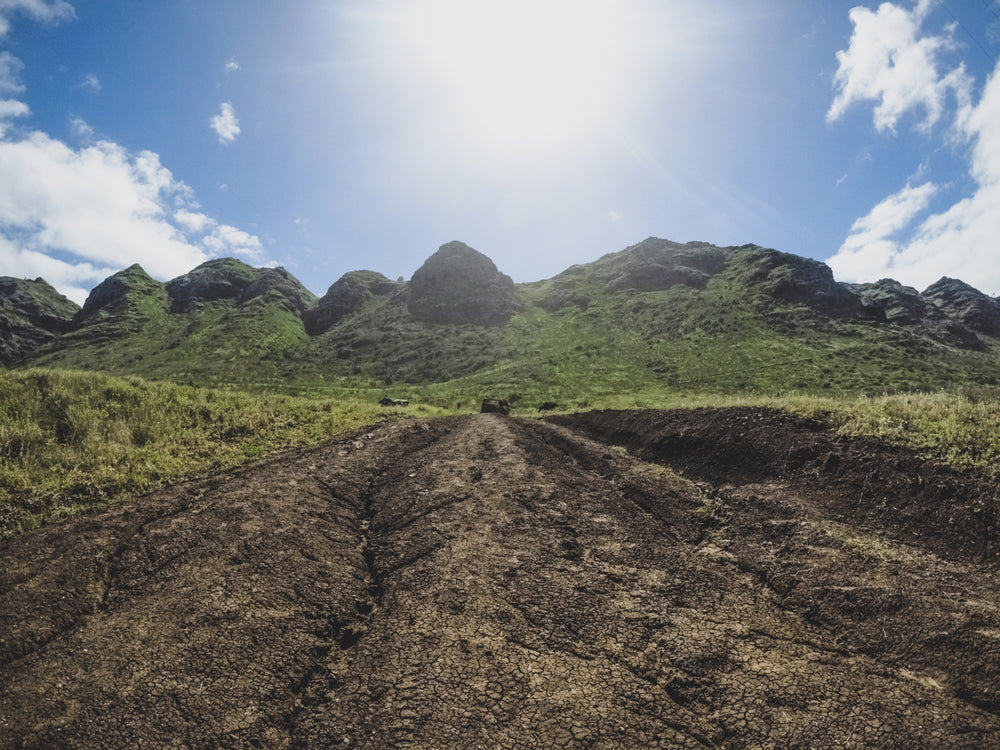 lush green landscape split by dry creekbed under bright sun