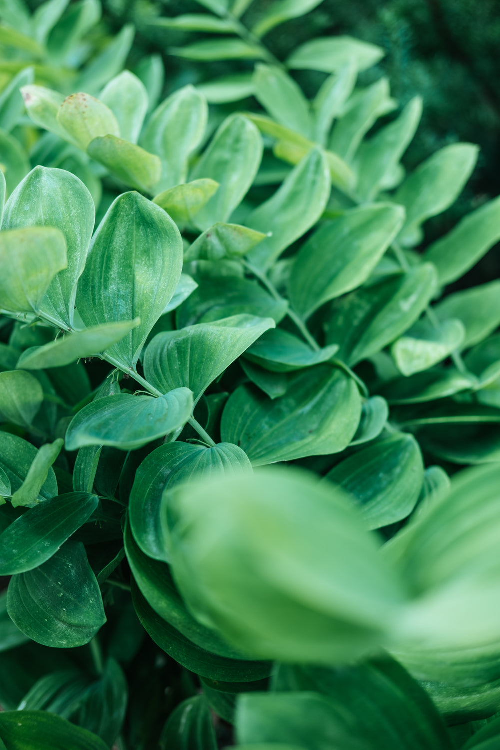 lush green leaves grow in layers