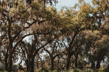 lush green oak and palm grove in florida