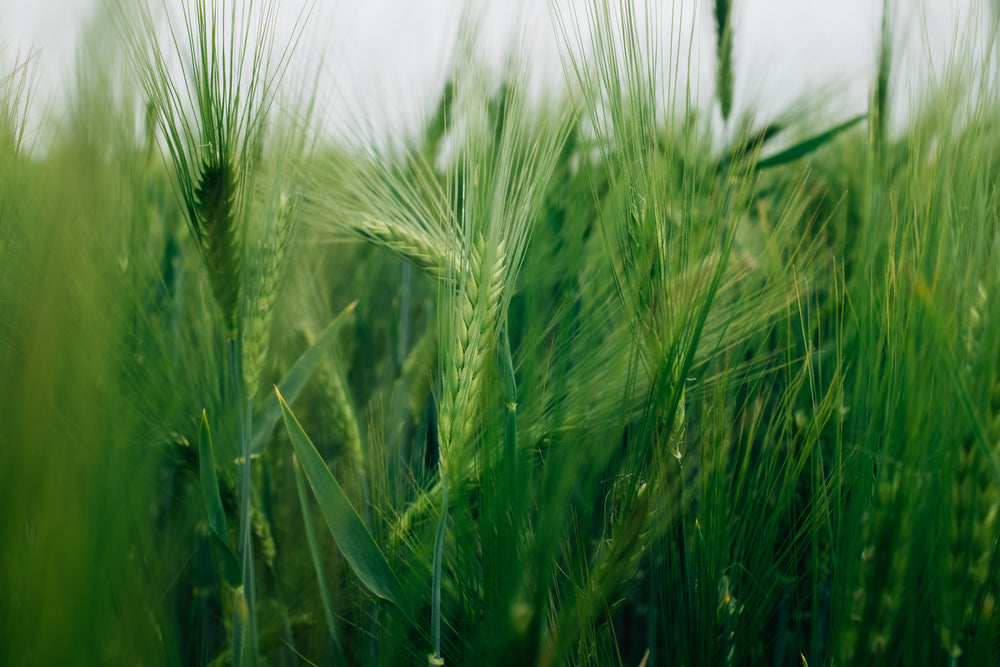 lush green wheat sheafs