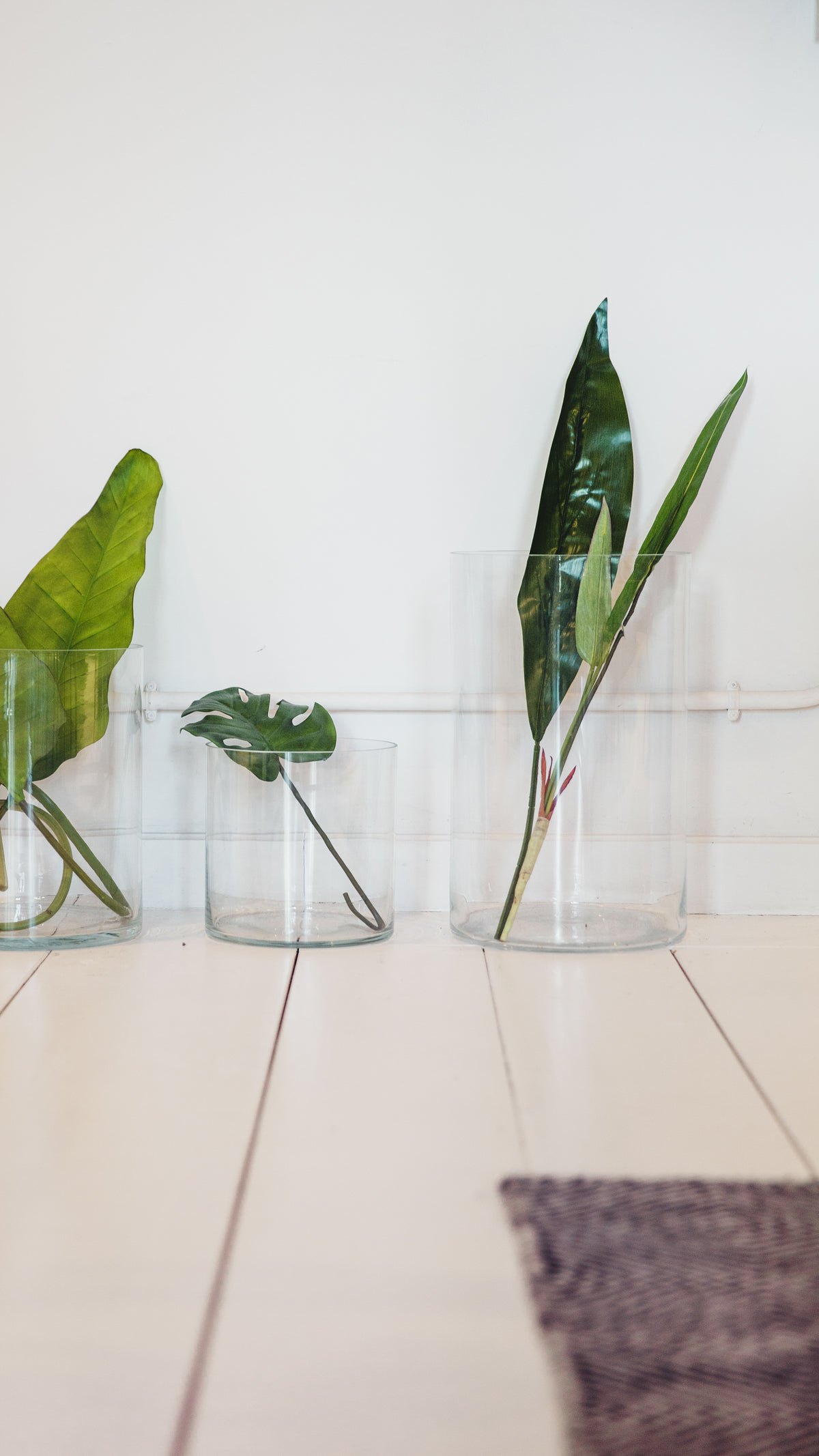 lush large green leaves in glass jars