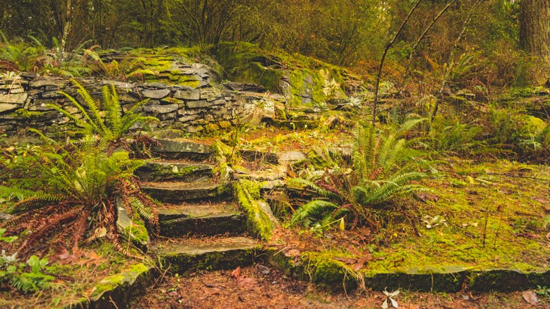 lush moss and ferns cover natural flagstone stairs