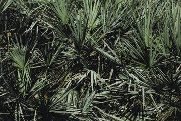 lush palm fronds crowded together in sunshine