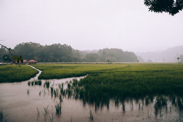 lush rice paddies under a fog-filled misty sky