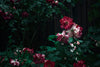 lush rose bushes