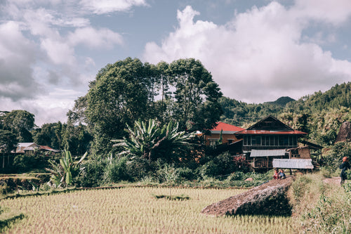 lush trees tower over a modest home along rice paddy