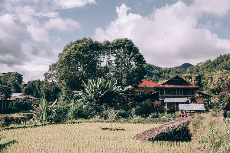 lush-trees-tower-over-a-modest-home-alon