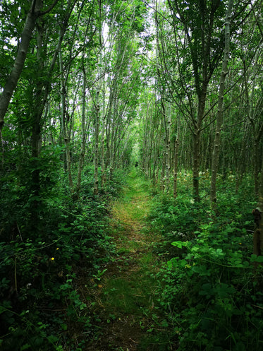 lush walking path through forest