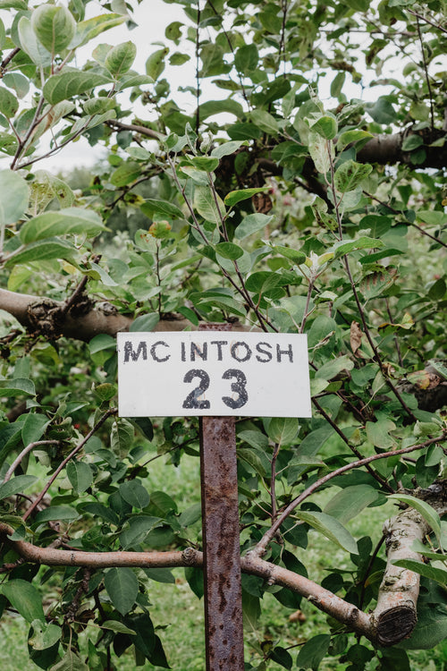 macintosh apple trees in orchard
