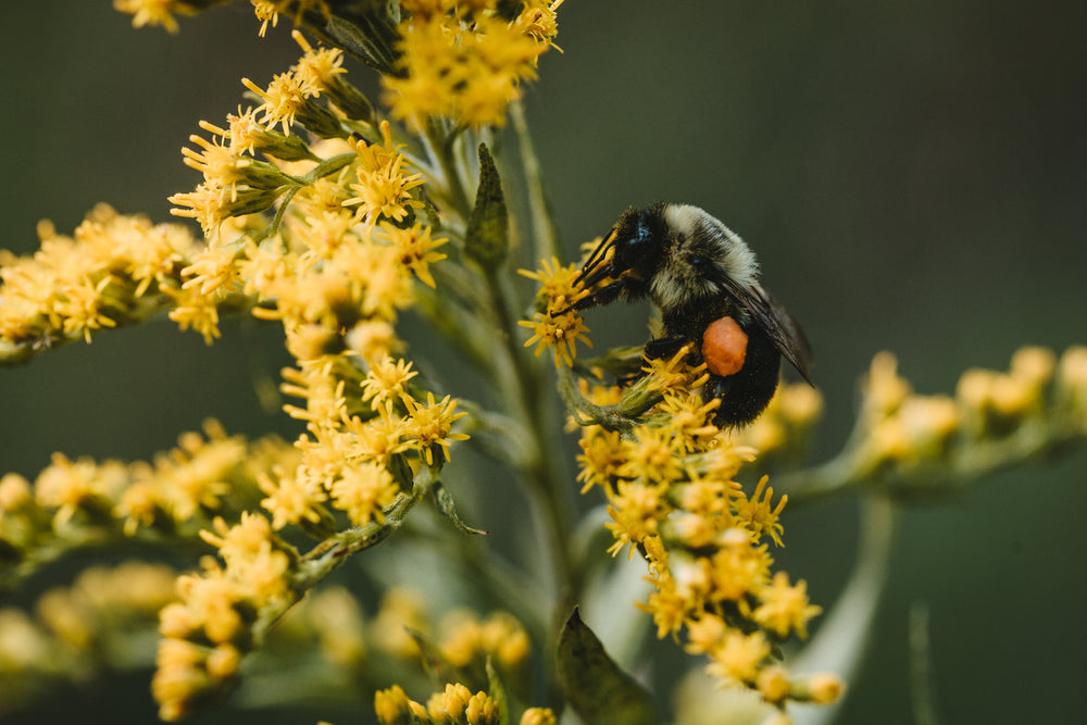 macro bee polinating yellow flower