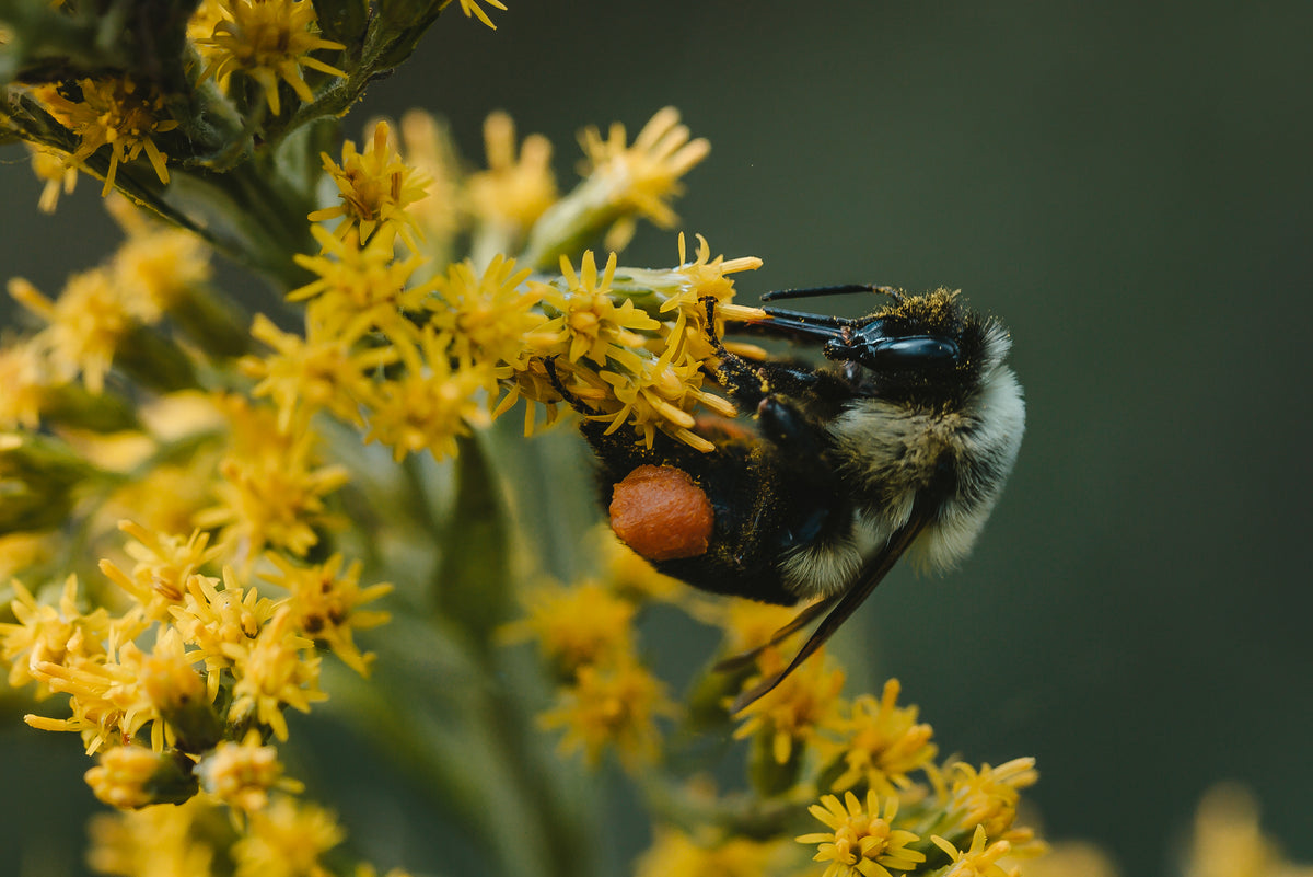 macro bee polinating yellow