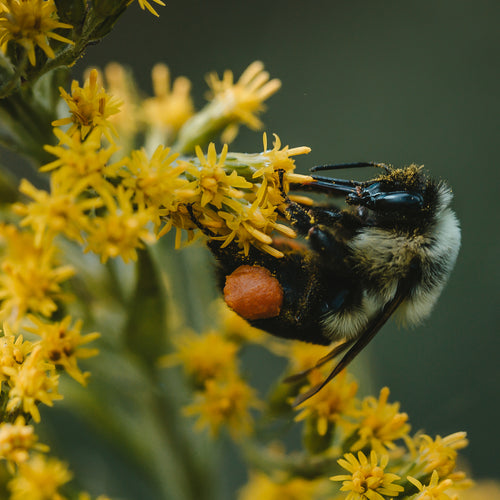Macro Bee Polinating Yellow