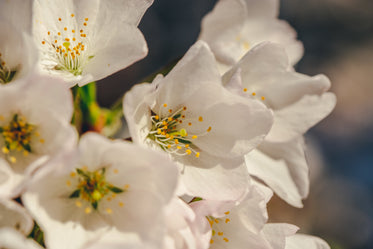 macro cherry blossoms