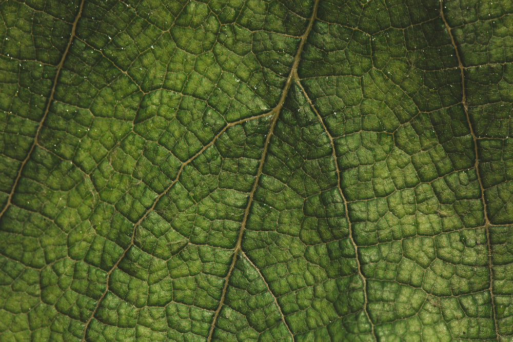 macro green leaf texture