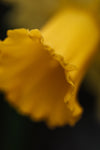 macro image of yellow flower